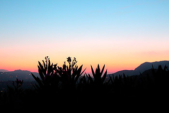 Nature, Flowers, Sunset, Plant, Shadow HD wallpaper