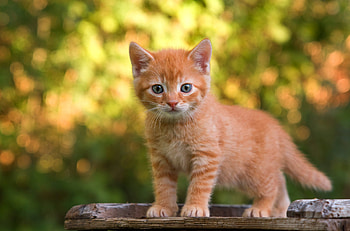Adorable Kitten – Charming Cat in Natural Glow, kitten, Animal, cat HD wallpaper