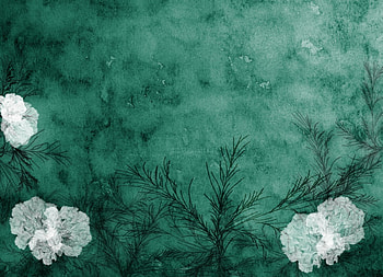 White flowers, flowers, 3d HD wallpaper