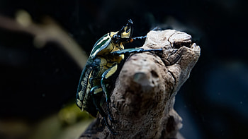 Mecynorhina, Insects HD wallpaper