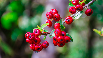 Hawthorn berries, Array of colors, Nature's bounty, Berry wonders HD wallpaper