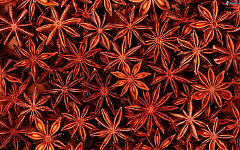 Anise Plant, Fragrant spices, Star-shaped pods, Licorice flavor HD wallpaper
