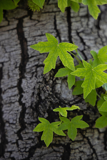 Nature, Leaves, Wood, Tree, Bark HD phone wallpaper