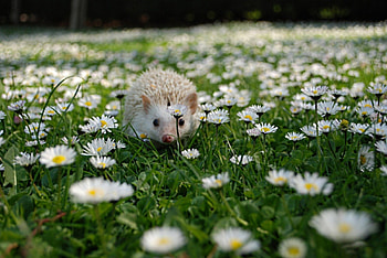 *** Hedgehog on a floral carpet ***, ladowe, laka, jezyk, kwiaty, zwierzeta HD wallpaper