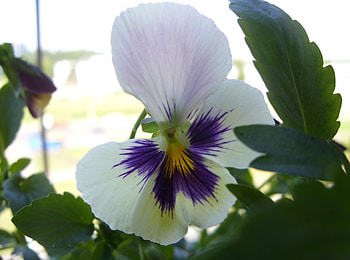 Flowers, Leaves, Flower, Close-Up HD wallpaper