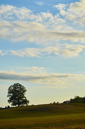 Nature, Wood, Tree, Greens, Field, Hill HD phone wallpaper