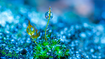 Green leaves, close up, water drops HD wallpaper