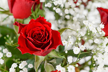 Flowers, Flower, Rose Flower, Rose, Petals, Bloom, Flowering HD wallpaper