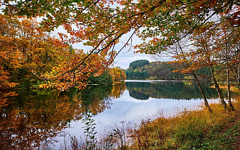 Autumn Lake, trees, autumn, calm, lake HD wallpaper