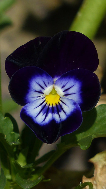 Pansy, Dark Blue, Beautiful, Flower HD phone wallpaper