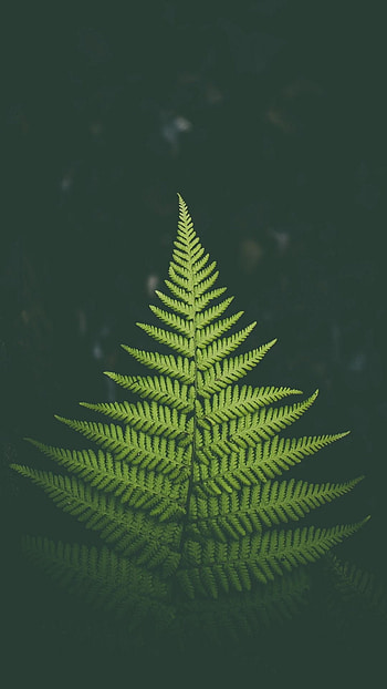 One leaf , Nature's simplicity, Leafy greens, Charming HD phone wallpaper