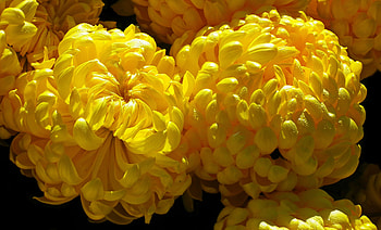 Yellow Chrysanthemum, Flowers, Yellow, Buds, Bouquet HD wallpaper