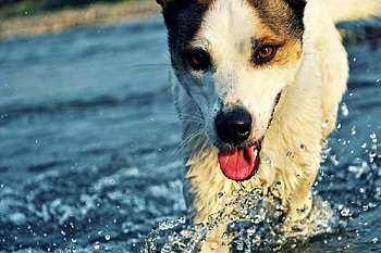 Animals, Water, Dog, Muzzle, Spray HD wallpaper