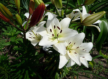 Flowers, Lilies, Greens, Flower Bed, Flowerbed, Sunny HD wallpaper