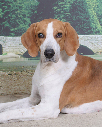 American Foxhound 2016 HD phone wallpaper