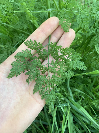 Chervil, Bur chervil, Anthriscus caucalis HD phone wallpaper