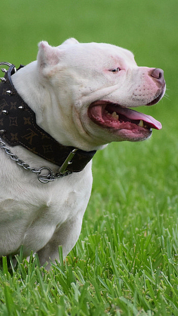 American Bully, American, Top Dog, dog breeds HD phone wallpaper