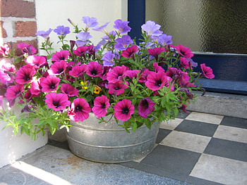 Petunia, purple, nature, flowers HD wallpaper