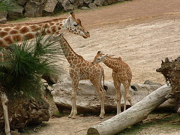 family of Giraffes, Auckland, new zealand, giraffe, zoo HD wallpaper
