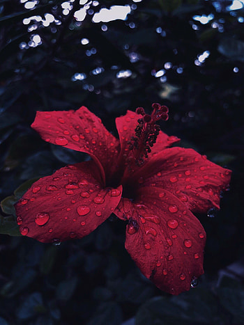 Flowers, Drops, Flower, Petals HD phone wallpaper