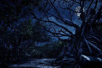 Mistery Night, night, blue, forest, tree HD wallpaper