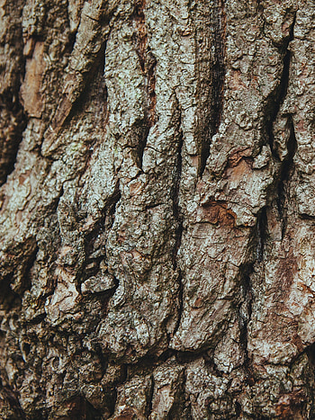 Oak leaf patterns, Nature's artwork, Delicate designs, Leaf backgrounds HD phone wallpaper