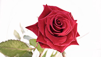 Flowers, Rose Flower, Rose, Petals, Bud, Beautiful HD wallpaper