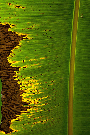 Plant, Macro, Sheet, Leaf, Stripes, Streaks HD phone wallpaper