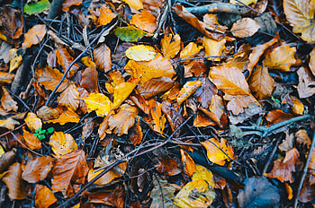 Nature, Autumn, Wet, Foliage, Humid, Fallen HD wallpaper