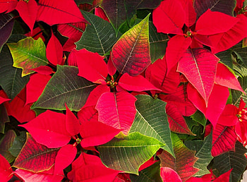 Flowers, Leaves, Bright, Poinsettia HD wallpaper