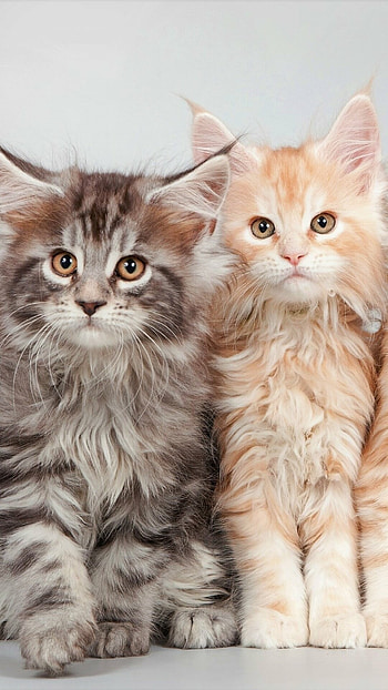 Cute cat, Fluffy animal, Playful pet, Adorable companion HD phone wallpaper