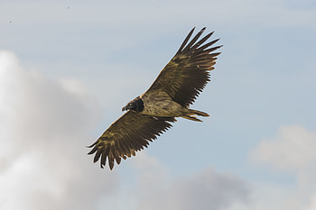 Bearded Vulture, Rare sightings, Sheffield moors, Sheffield u0026 rotherham wildlife trust HD wallpaper