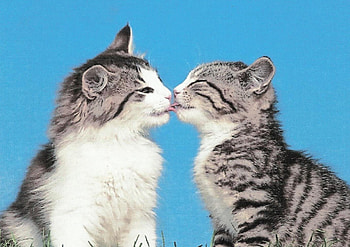 Two tabby kittens kissing, blue, kitten, cute, kissing, tabby, paws HD wallpaper