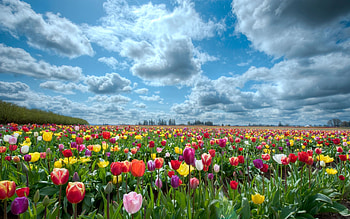 Landscape, Plants, Nature, Flowers, Fields HD wallpaper