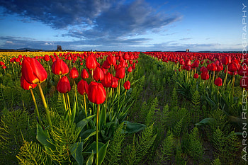 Tulip field, tulip, field, path, nature, forest, tree HD wallpaper