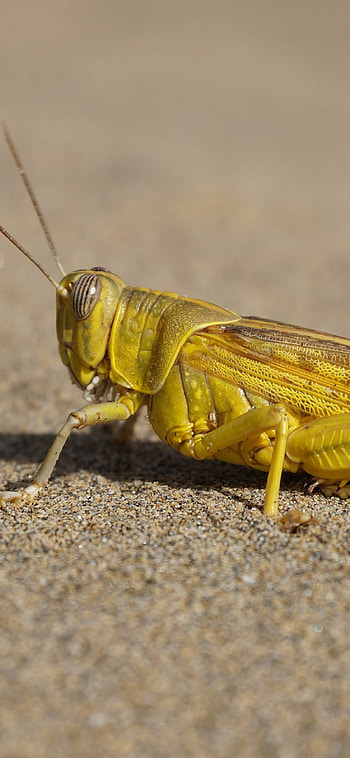 Locust , Most popular, Backgrounds HD phone wallpaper