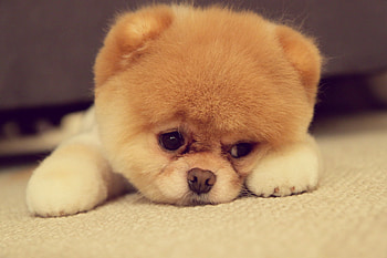 Animals, Dog, Muzzle, Eyes, Ears, Breed, Paws, Nose, Pomeranian, Pomeranian Spitz HD wallpaper