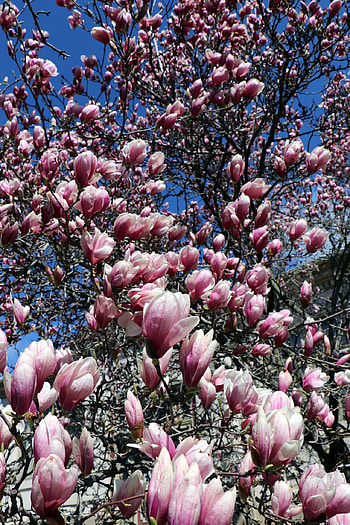 Magnificent magnolia, Tumblr posts, Nature's beauty, Blossom graphy HD phone wallpaper