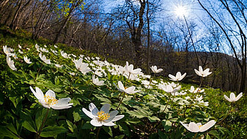 Wood Anemone, Peak District National Park, Derbyshire, UK, trees, meadow, spring, blossoms, landscape HD wallpaper