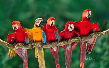 Macaws Tambopata National Reserve Peru, Macaws, Peru, Reserve, Tambopata, National HD wallpaper