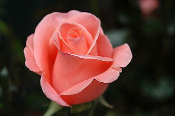 To Friends I Love, rose, flower, love, present, friendship, care, beauty HD wallpaper