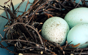 Easter Eggs, Eggs, Easter, Blue HD wallpaper