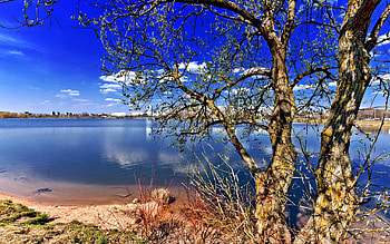 Nature, Rivers, Wood, Tree HD wallpaper