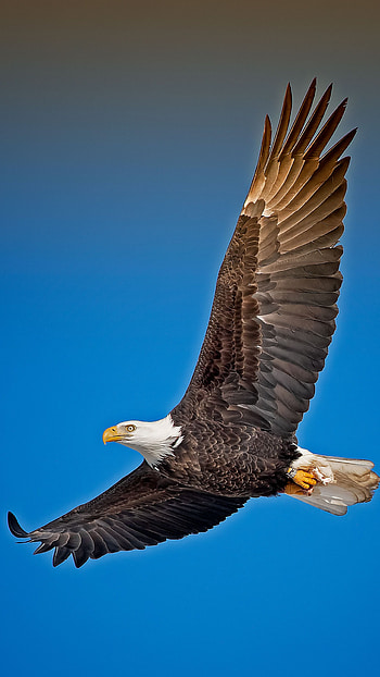 Bald Eagle, Sky background, Sony Xperia X, High-definition HD phone wallpaper