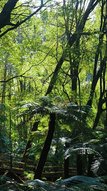 Jungle wonder, Exotic foliage, Nature's treasure, Visual delight HD phone wallpaper