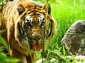 I'm Thristy, grass, cat, leaves, tiger HD wallpaper