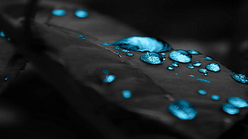 Leaf, Matte Black HD wallpaper