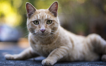Animals, Cat, To Lie Down, Lie, Striped, Sight, Opinion, Watch, To Watch HD wallpaper