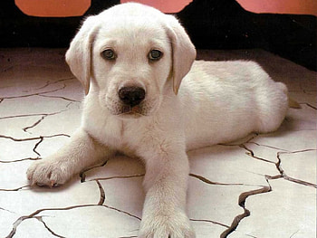 cute puppy, fur, puppy, labrador, soft, cute HD wallpaper