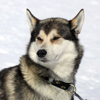 Dog, husky, muzzle, confident HD wallpaper